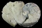 Iridescent Discoscaphites Ammonite - South Dakota #98721-2